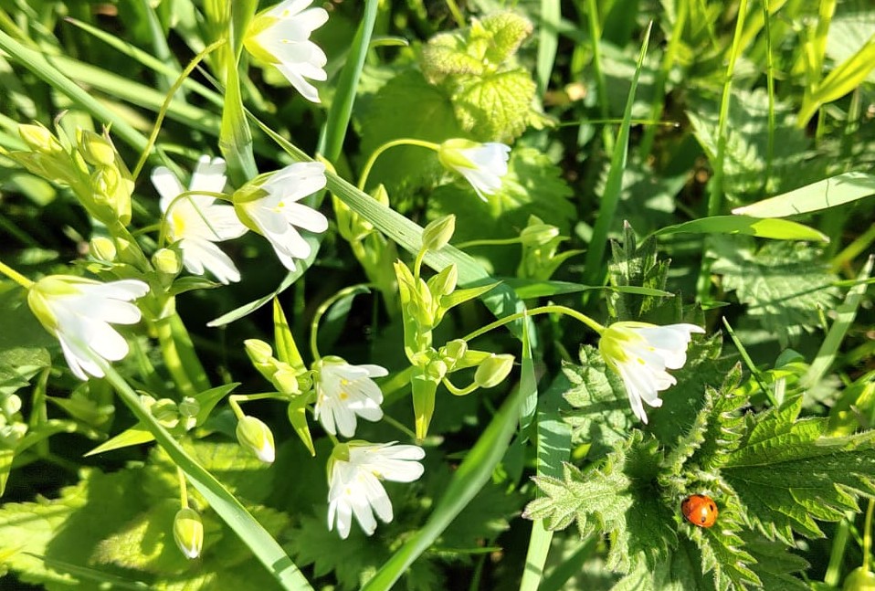 Zwischen all dem eingesammelten Müll gab es auch schöne Momente: Ein kleiner Marienkäfer als Glücksbringer wurde am Wegesrand entdeckt – ein passendes Symbol für einen erfolgreichen und gemeinschaftlichen Dreck-weg-Tag in Königsfeld - Foto: Doris Schul